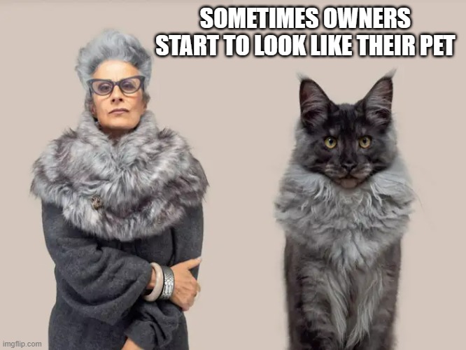 meme by Brad owners start to look like their cat | SOMETIMES OWNERS START TO LOOK LIKE THEIR PET | image tagged in cats,funny,humor,funny cat memes,funny cat | made w/ Imgflip meme maker