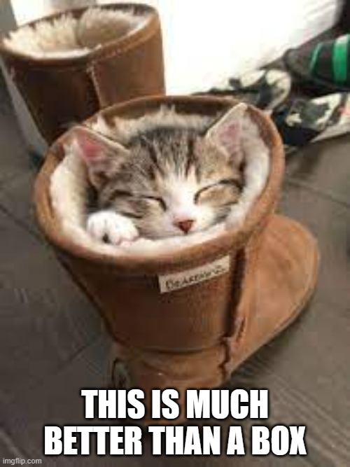 meme by Brad cute kitten in a furry boot | THIS IS MUCH BETTER THAN A BOX | image tagged in cats,funny,funny cat memes,humor,funny cat | made w/ Imgflip meme maker