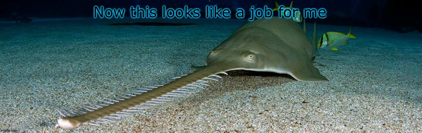 Cool sawfish | Now this looks like a job for me | image tagged in cool sawfish | made w/ Imgflip meme maker