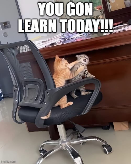 two cats fighting at the office You Gon Learn Today | YOU GON
LEARN TODAY!!! | image tagged in funny cats,cats,work,job,office,workplace | made w/ Imgflip meme maker