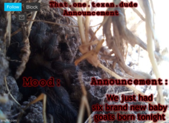 THE that.one.texan.dude announcement template | We just had six brand new baby goats born tonight | image tagged in the that one texan dude announcement template | made w/ Imgflip meme maker