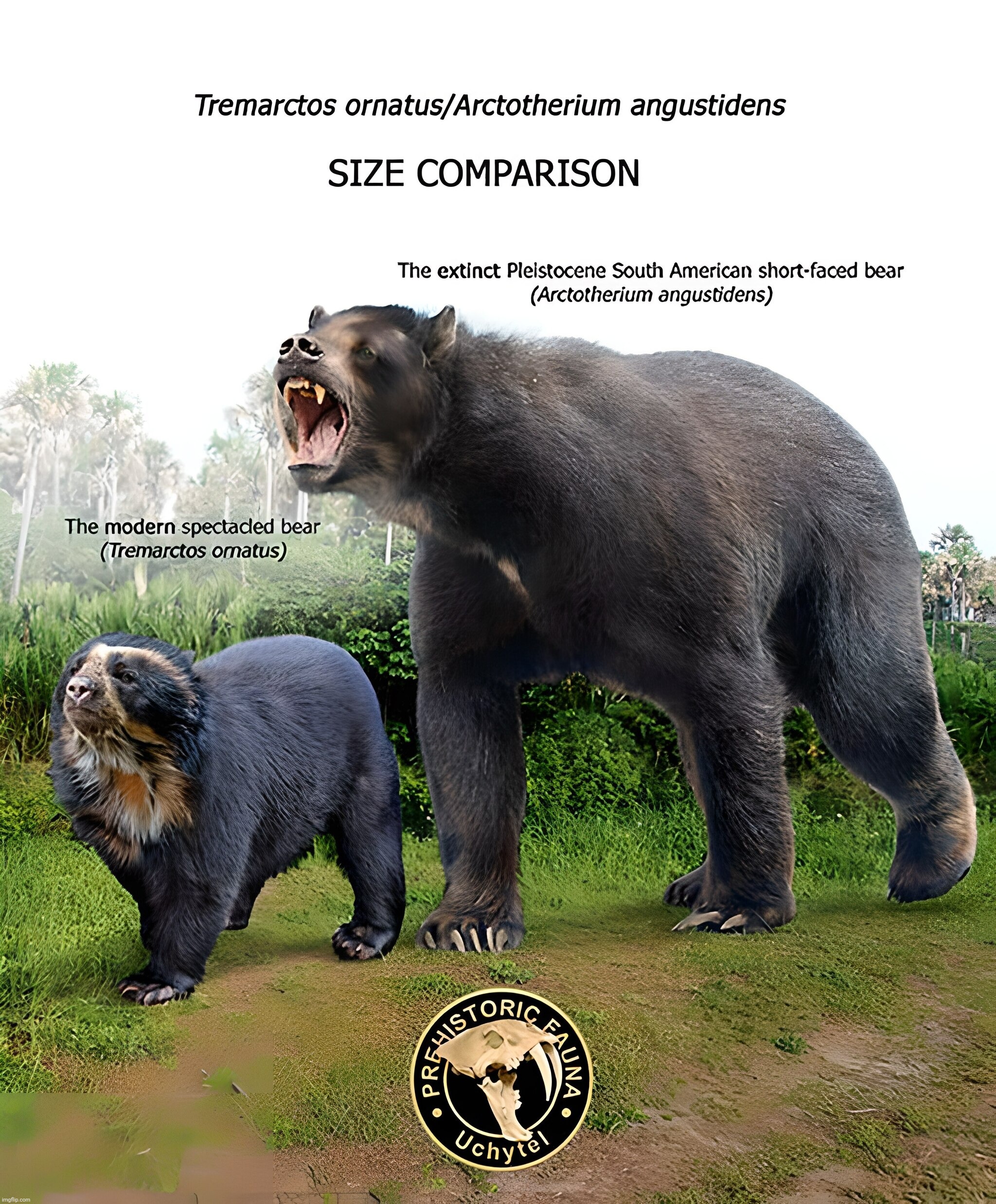 The South American giant short faced bear was more robust than the North American one, therefore heavier and thus bigger | image tagged in arctotherium angustidens,pleistocene,pleistocene south american giant short faced bear,prehistoric fauna | made w/ Imgflip meme maker