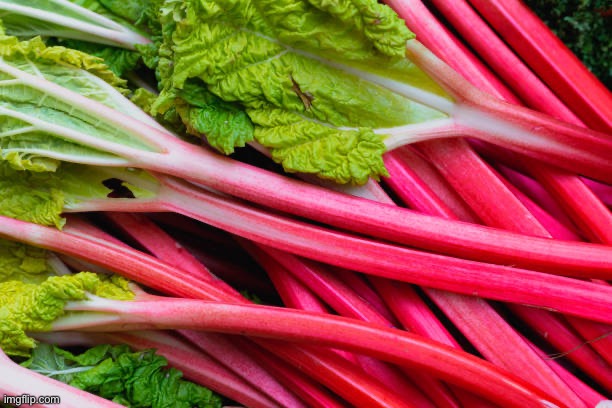 rhubarb | image tagged in rhubarb | made w/ Imgflip meme maker