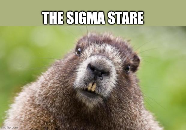 Mr Beaver | THE SIGMA STARE | image tagged in mr beaver,sigma,memes,animal meme,funny animal meme,shitpost | made w/ Imgflip meme maker