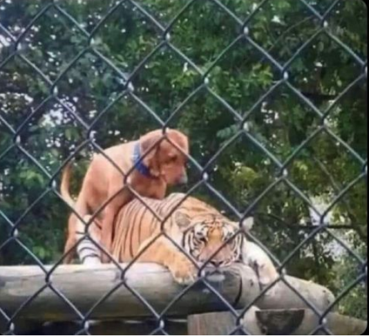 joe exotic Blank Meme Template