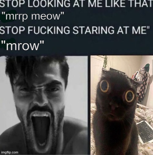 image tagged in mrrp meow,mrow | made w/ Imgflip meme maker