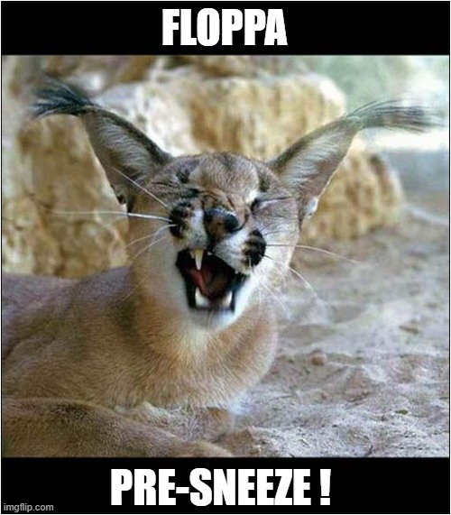 Any Moment Now ... | FLOPPA; PRE-SNEEZE ! | image tagged in cats,floppa,sneeze | made w/ Imgflip meme maker