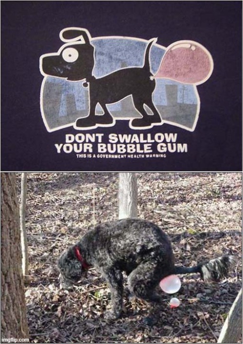 He Never Saw The Sign ! | image tagged in dogs,bubble gum | made w/ Imgflip meme maker