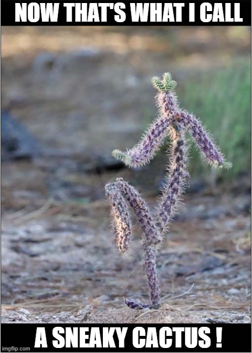 He's Getting Away ! | NOW THAT'S WHAT I CALL; A SNEAKY CACTUS ! | image tagged in cactus,now thats what i call,sneaky | made w/ Imgflip meme maker