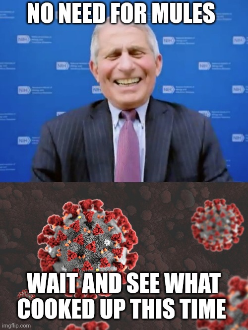 Fauci laughs at the suckers | NO NEED FOR MULES WAIT AND SEE WHAT COOKED UP THIS TIME | image tagged in fauci laughs at the suckers | made w/ Imgflip meme maker