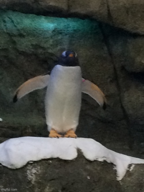 Penguin I met at the zoo | made w/ Imgflip meme maker