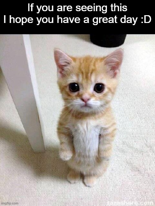 Cute Cat Meme | If you are seeing this I hope you have a great day :D | image tagged in memes,cute cat,wholesome,aww,thanks,have a good day | made w/ Imgflip meme maker