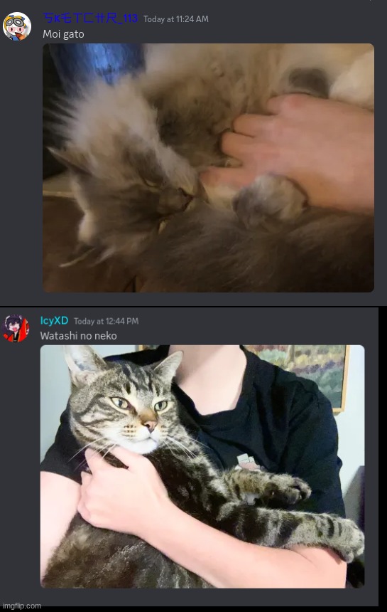 Me and sketch talking about our cats in not english | made w/ Imgflip meme maker
