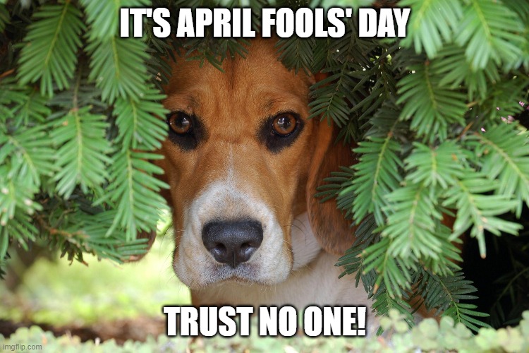 April Fools Day | IT'S APRIL FOOLS' DAY; TRUST NO ONE! | image tagged in funny dog memes,april fools day,dogs | made w/ Imgflip meme maker