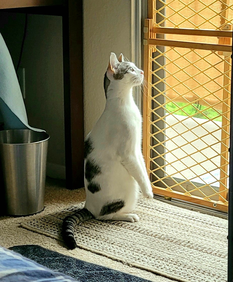 Enzo Kitty Blank Meme Template