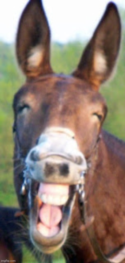 Laughing Mule | image tagged in laughing mule | made w/ Imgflip meme maker