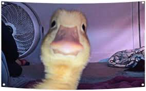 Duck stare Blank Meme Template