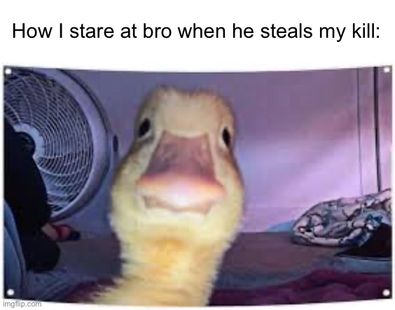 Duck stare | How I stare at bro when he steals my kill: | image tagged in duck stare | made w/ Imgflip meme maker