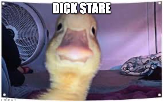 msmgmmgsgmg | DICK STARE | image tagged in duck stare | made w/ Imgflip meme maker