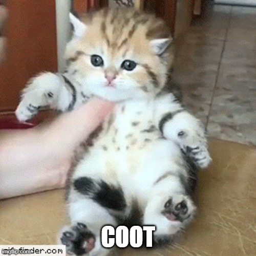 cute cats | COOT | image tagged in cute cat,stopped gifs | made w/ Imgflip meme maker