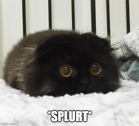cute cat 2 | *SPLURT* | image tagged in cute cat,squish | made w/ Imgflip meme maker