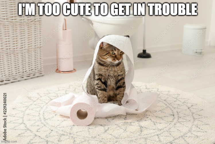 meme by Brad kitten is too cute | I'M TOO CUTE TO GET IN TROUBLE | image tagged in cats,funny,funny cat memes,humor,toilet paper,cute kittens | made w/ Imgflip meme maker
