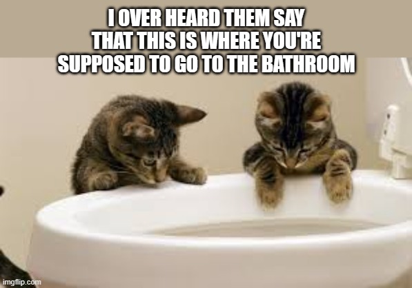 meme by Brad cute kittens looking at a toilet | I OVER HEARD THEM SAY THAT THIS IS WHERE YOU'RE SUPPOSED TO GO TO THE BATHROOM | image tagged in cats,funny,funny cat memes,cute kittens,humor,toilet humor | made w/ Imgflip meme maker