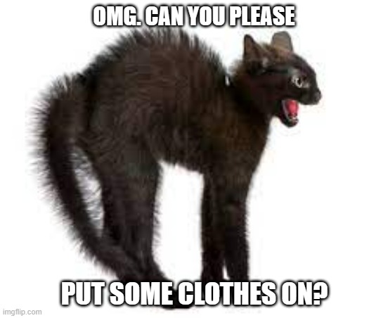 meme by Brad cat freaked out | OMG. CAN YOU PLEASE; PUT SOME CLOTHES ON? | image tagged in cats,funny,funny cat memes,humor,funny cat | made w/ Imgflip meme maker