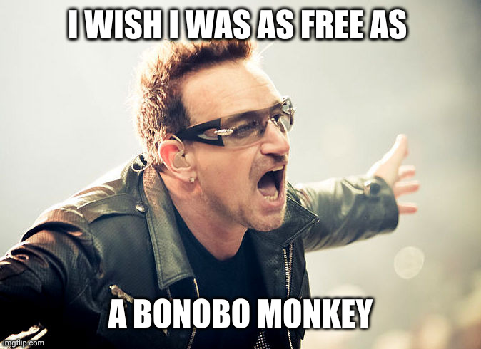 Bonobos are a beautiful day | I WISH I WAS AS FREE AS; A BONOBO MONKEY | image tagged in bono shouting,memes,bonobo,envy,humanity,u2 | made w/ Imgflip meme maker