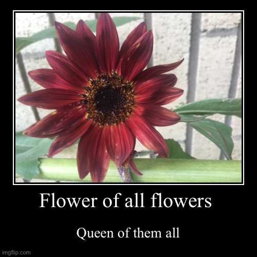 Flower | Flower of all flowers | Queen of them all | image tagged in flowers,red,queen,sunflower | made w/ Imgflip demotivational maker