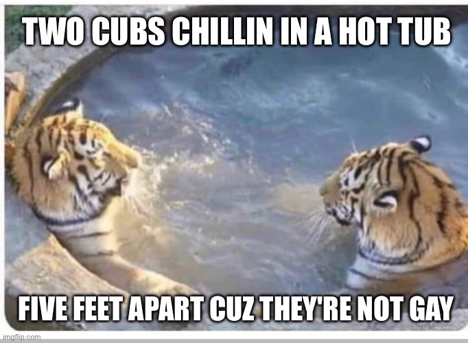 Two cubs chillin in a hot tub | TWO CUBS CHILLIN IN A HOT TUB; FIVE FEET APART CUZ THEY'RE NOT GAY | image tagged in radix tigers,tigers,hot tub,two bros chillin in a hot tub,vine,vines | made w/ Imgflip meme maker