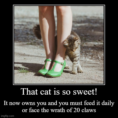 Cat law | That cat is so sweet! | It now owns you and you must feed it daily
or face the wrath of 20 claws | image tagged in funny,demotivationals,memes,cats,marking territory,wrath | made w/ Imgflip demotivational maker