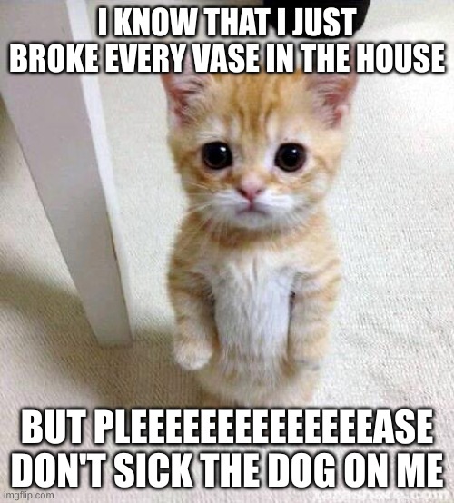 Cute Cat Meme | I KNOW THAT I JUST BROKE EVERY VASE IN THE HOUSE; BUT PLEEEEEEEEEEEEEEASE DON'T SICK THE DOG ON ME | image tagged in memes,cute cat | made w/ Imgflip meme maker