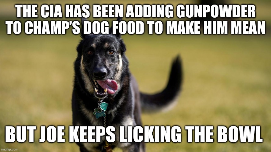 Conspiracy theory | THE CIA HAS BEEN ADDING GUNPOWDER TO CHAMP’S DOG FOOD TO MAKE HIM MEAN; BUT JOE KEEPS LICKING THE BOWL | image tagged in biden dog-1,joe biden,mean | made w/ Imgflip meme maker