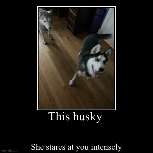 This husky | She stares at you intensely | image tagged in funny,demotivationals | made w/ Imgflip demotivational maker