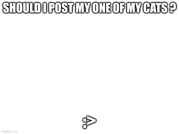 Cat | SHOULD I POST MY ONE OF MY CATS ? :> | image tagged in kitty | made w/ Imgflip meme maker
