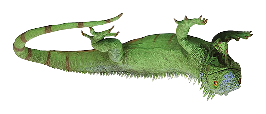 Iguana upside down Blank Meme Template