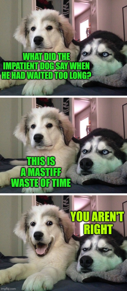 Bad pun dogs | WHAT DID THE IMPATIENT DOG SAY WHEN HE HAD WAITED TOO LONG? THIS IS A MASTIFF WASTE OF TIME; YOU AREN'T 
RIGHT | image tagged in bad pun dogs | made w/ Imgflip meme maker