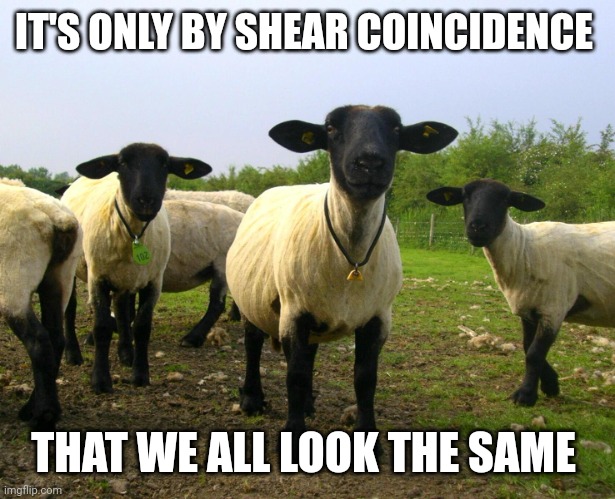 Sheep | IT'S ONLY BY SHEAR COINCIDENCE; THAT WE ALL LOOK THE SAME | image tagged in sheep | made w/ Imgflip meme maker