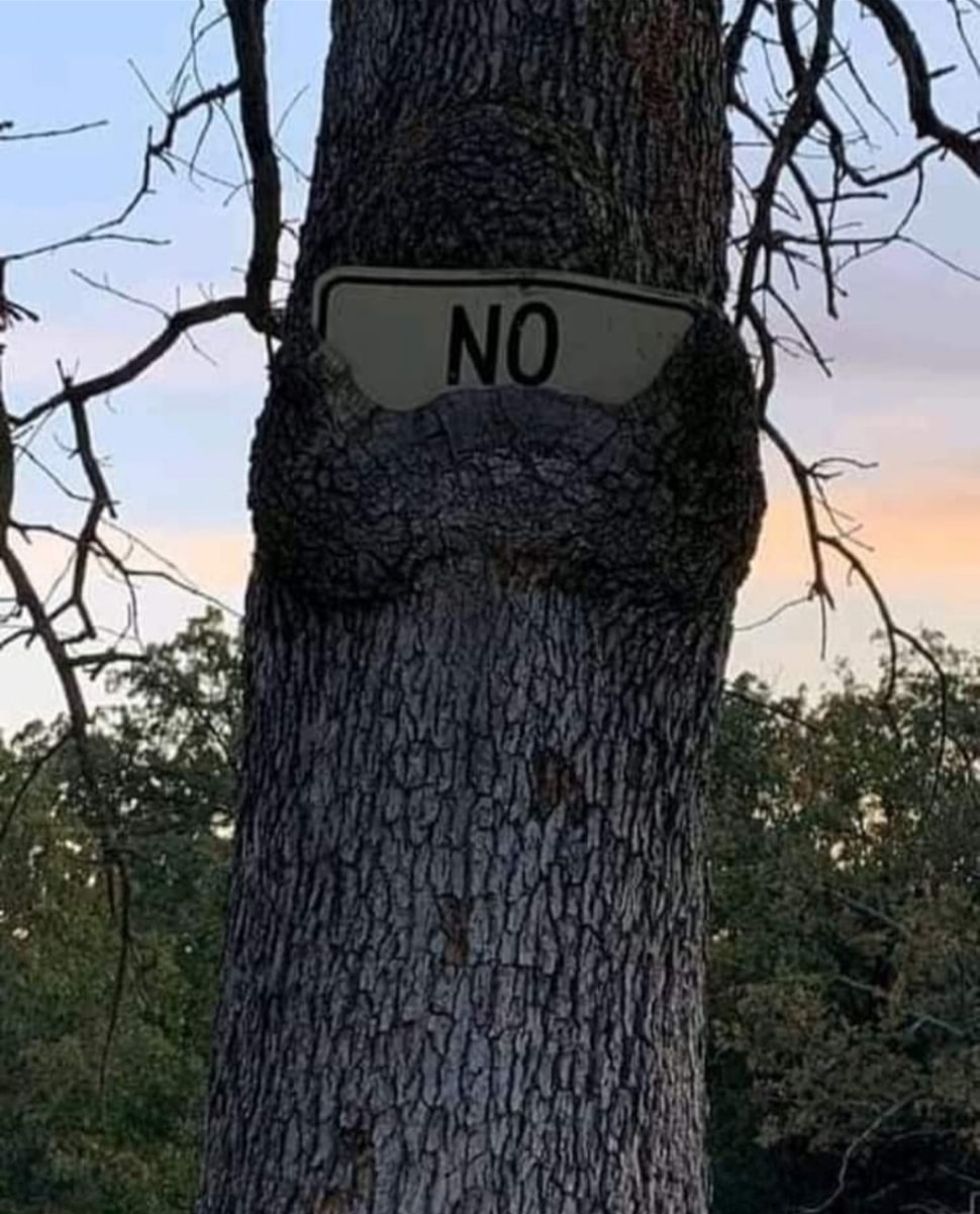 High Quality tree says no Blank Meme Template