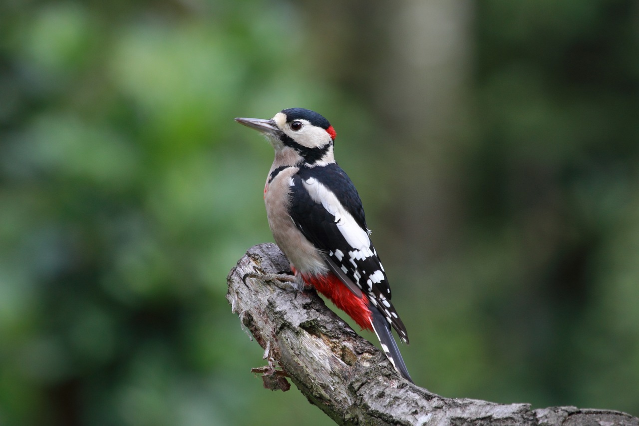 woodpecker Blank Meme Template