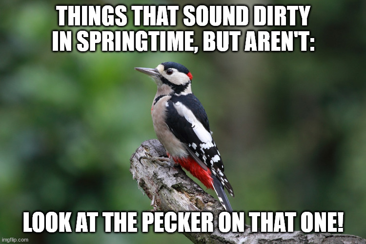 Things That Sound Dirty: Springtime Edition | THINGS THAT SOUND DIRTY IN SPRINGTIME, BUT AREN'T:; LOOK AT THE PECKER ON THAT ONE! | image tagged in woodpecker,funny,humor,fun,double entendre | made w/ Imgflip meme maker