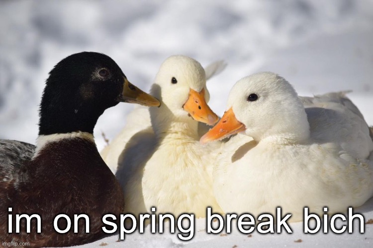 bich bich bich bich bich | im on spring break bich | image tagged in dunkin ducks | made w/ Imgflip meme maker