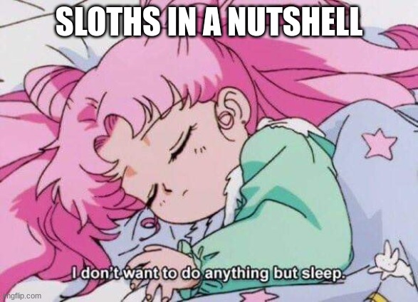 Sailor Moon I don't want to do anything but sleep | SLOTHS IN A NUTSHELL | image tagged in sailor moon i don't want to do anything but sleep | made w/ Imgflip meme maker