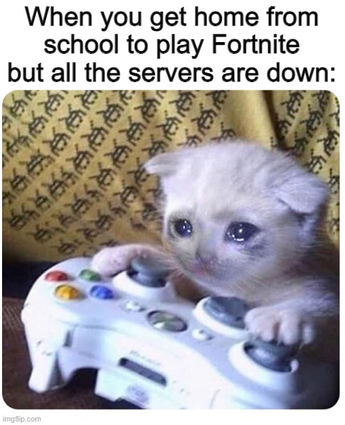 Sad :( | When you get home from school to play Fortnite but all the servers are down: | image tagged in sad cat xbox,memes,funny,fortnite,lol | made w/ Imgflip meme maker