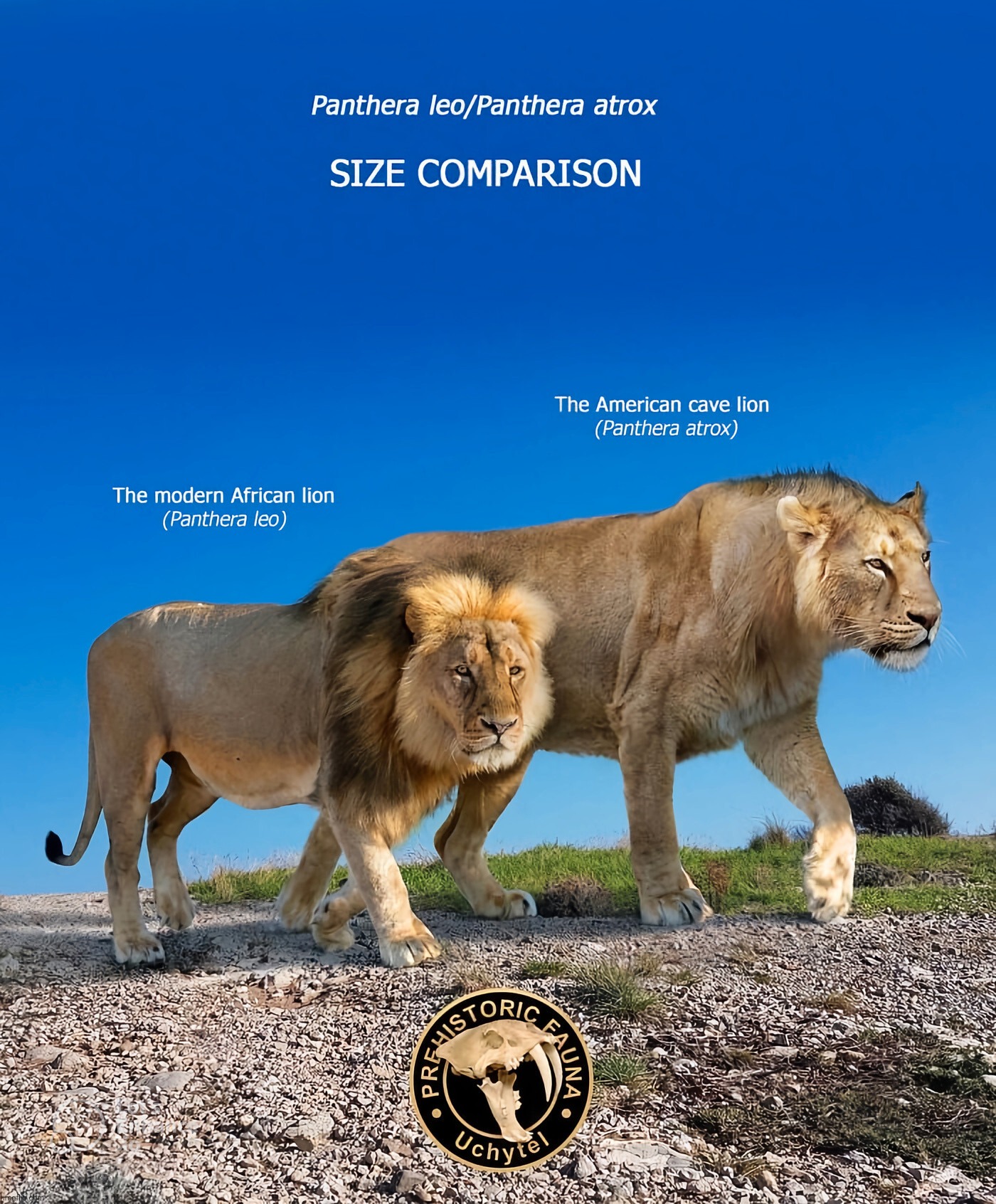 The American cave lion was big kitty that died at the end of the Pleistocene | made w/ Imgflip meme maker