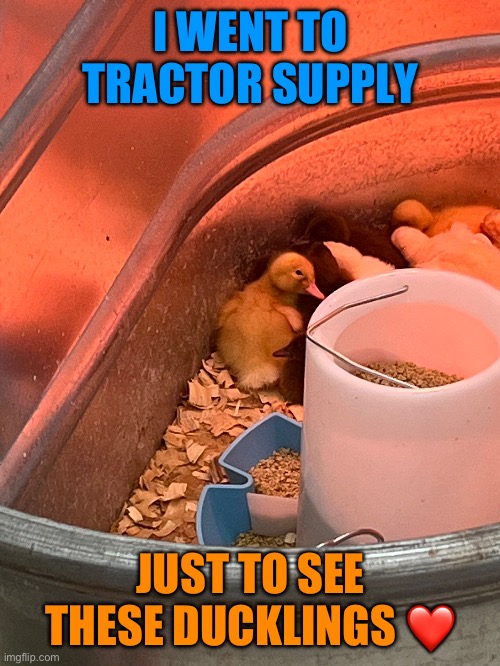 I actually did Take Pictures of the Ducklings in Tractor Supply :) | I WENT TO TRACTOR SUPPLY; JUST TO SEE THESE DUCKLINGS ❤️ | image tagged in ducks,tractor supply,wholesome,memes | made w/ Imgflip meme maker