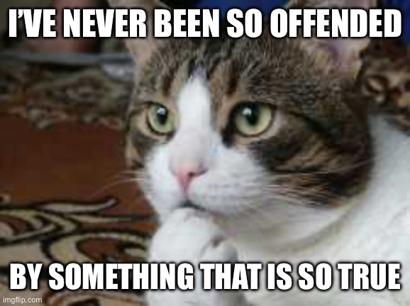 Ponder cat | I’VE NEVER BEEN SO OFFENDED BY SOMETHING THAT IS SO TRUE | image tagged in ponder cat | made w/ Imgflip meme maker