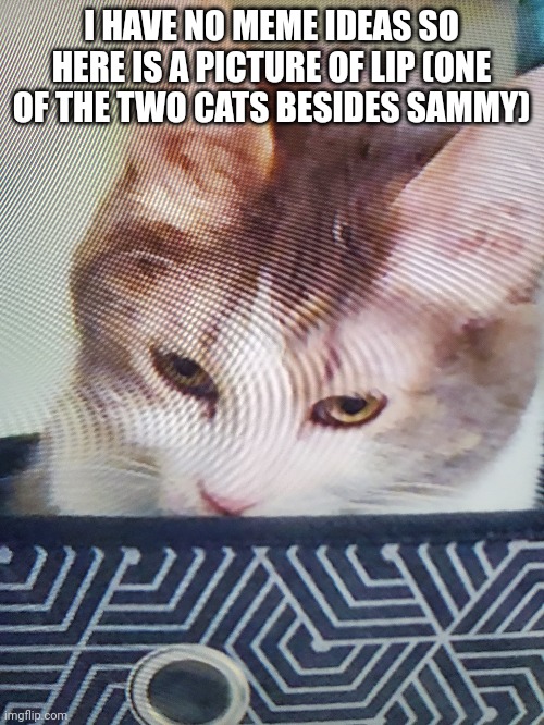 I HAVE NO MEME IDEAS SO HERE IS A PICTURE OF LIP (ONE OF THE TWO CATS BESIDES SAMMY) | made w/ Imgflip meme maker