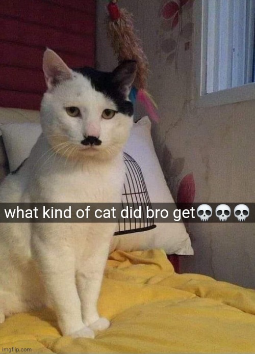 (Mod note: if the cat is a girl, he should name her Erika) | what kind of cat did bro get💀💀💀 | made w/ Imgflip meme maker